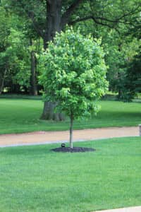 backyard tree