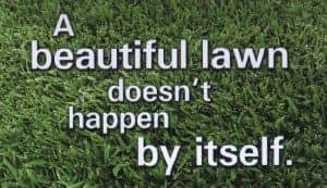 a beautiful lawn
