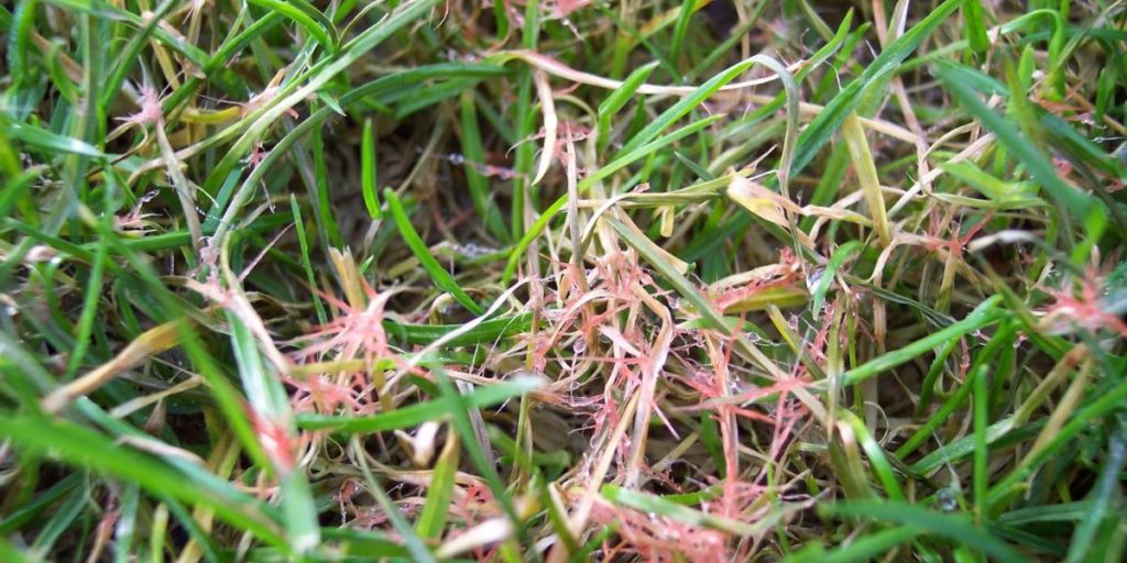 How to Keep Red Thread Fungus From Taking Over Grass