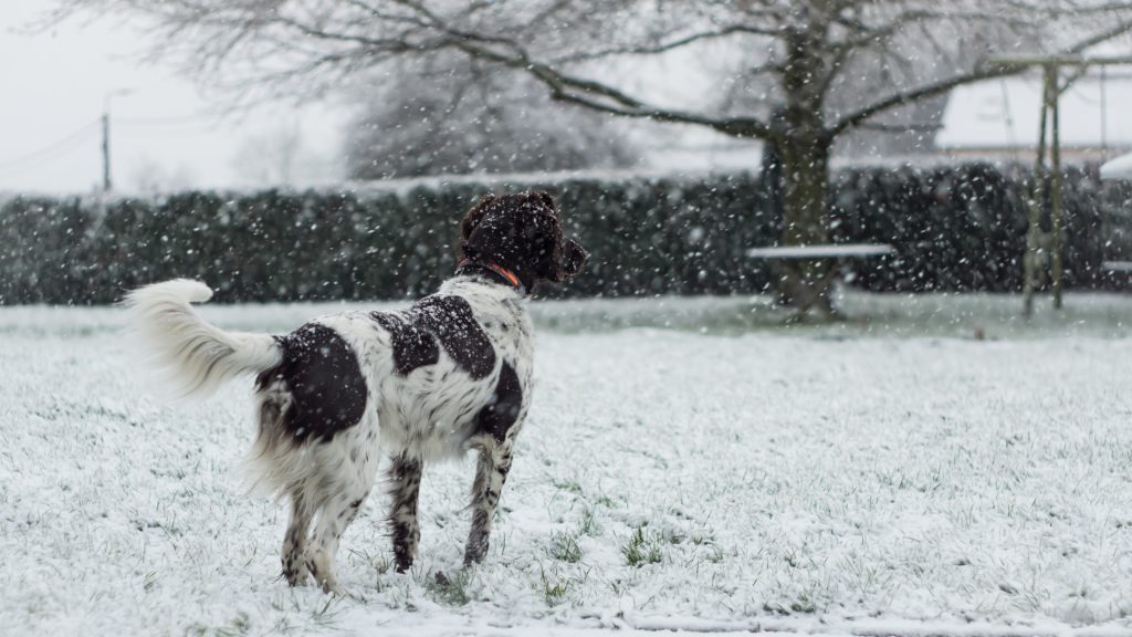 Prepare your lawn for winter