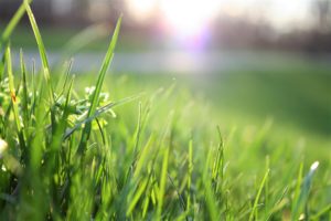 Lawn care business services keep this grass green