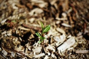 Small sprout growing as a result of mulching