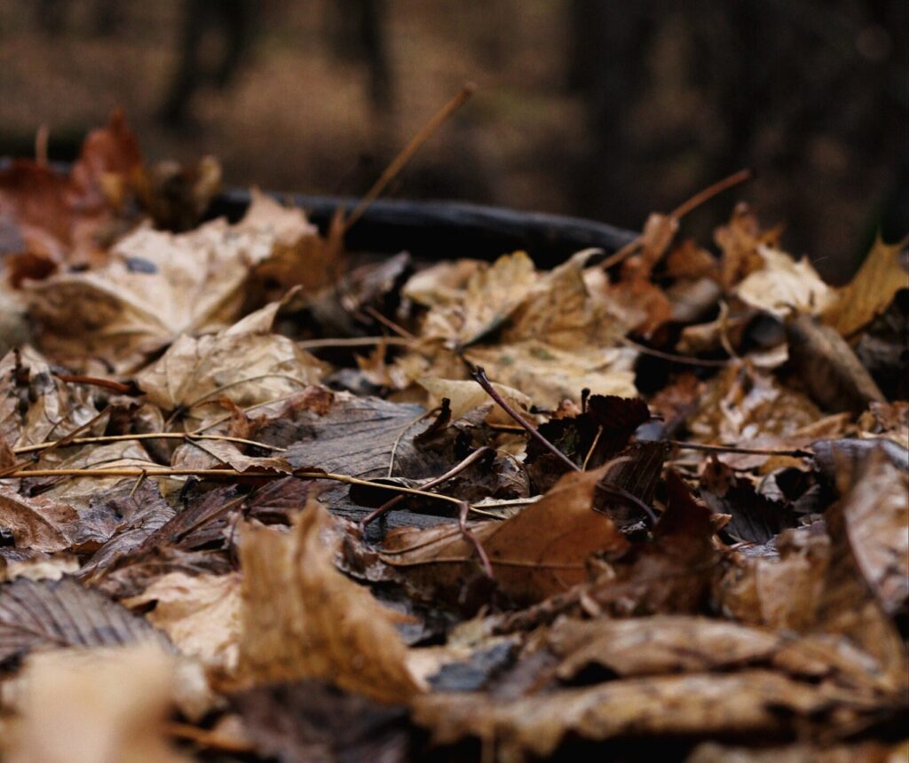 leaf removal service