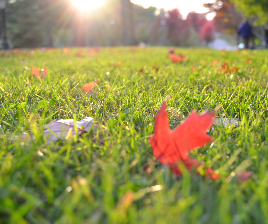 Lawn covered with autumn leaves during seasonal maintenance in St. Louis