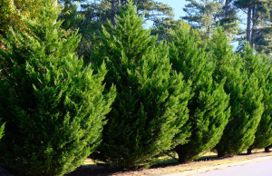 evergreen privacy trees 