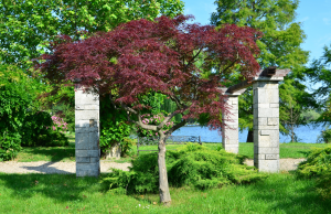 oriental trees st louis