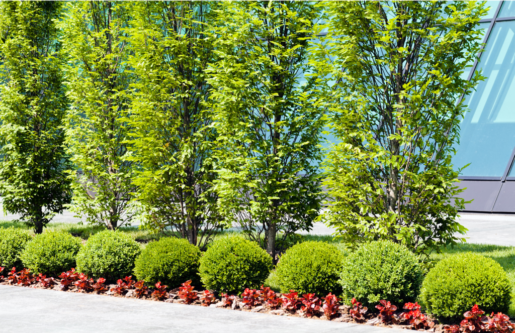 commercial landscaping