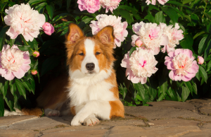 dog safe flowers