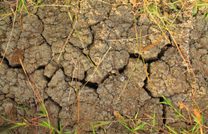 clay soil