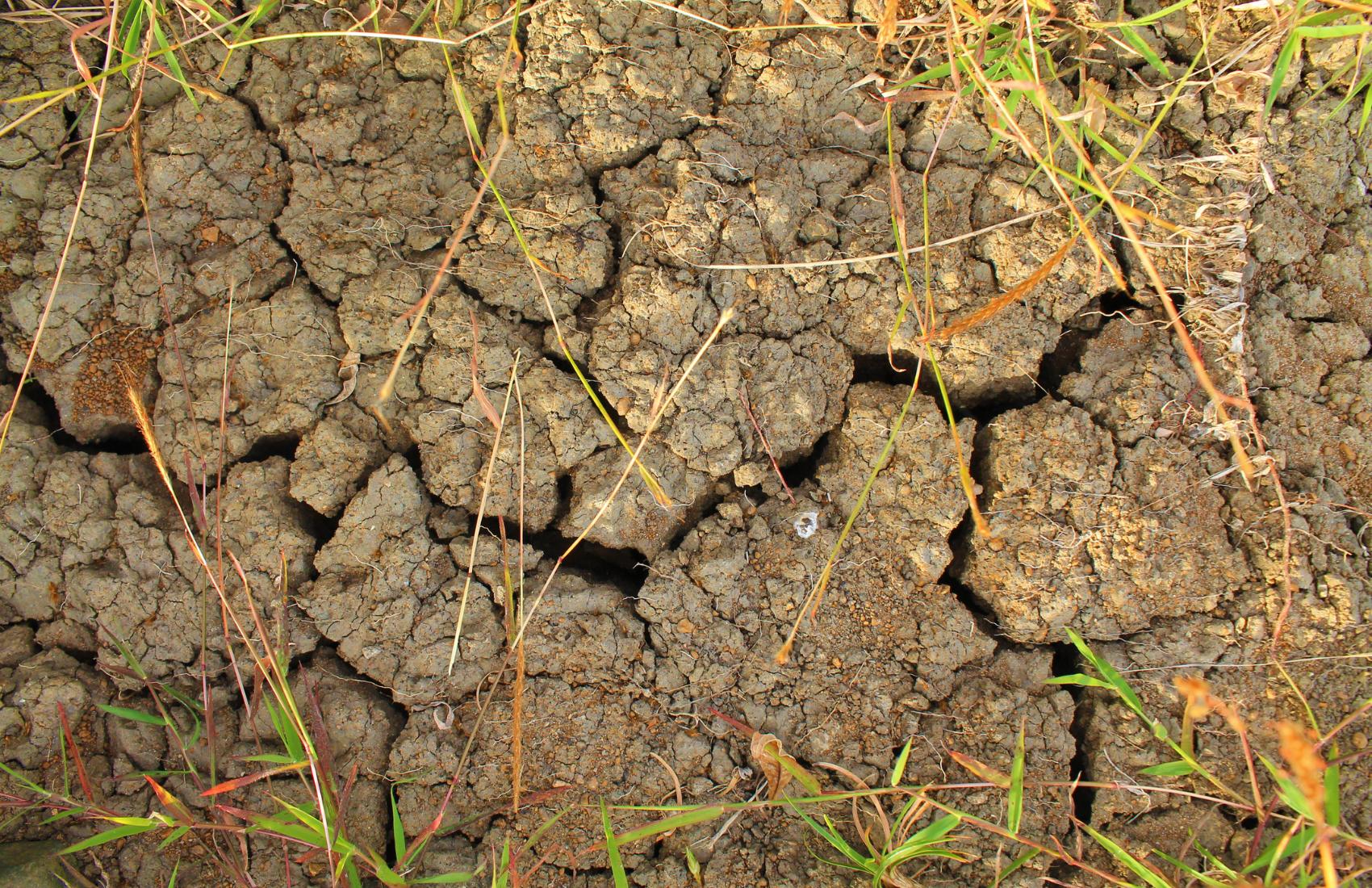 clay soil