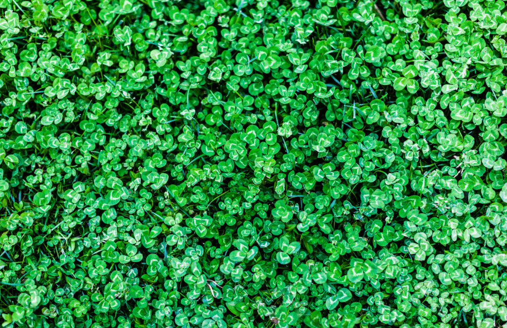 clover