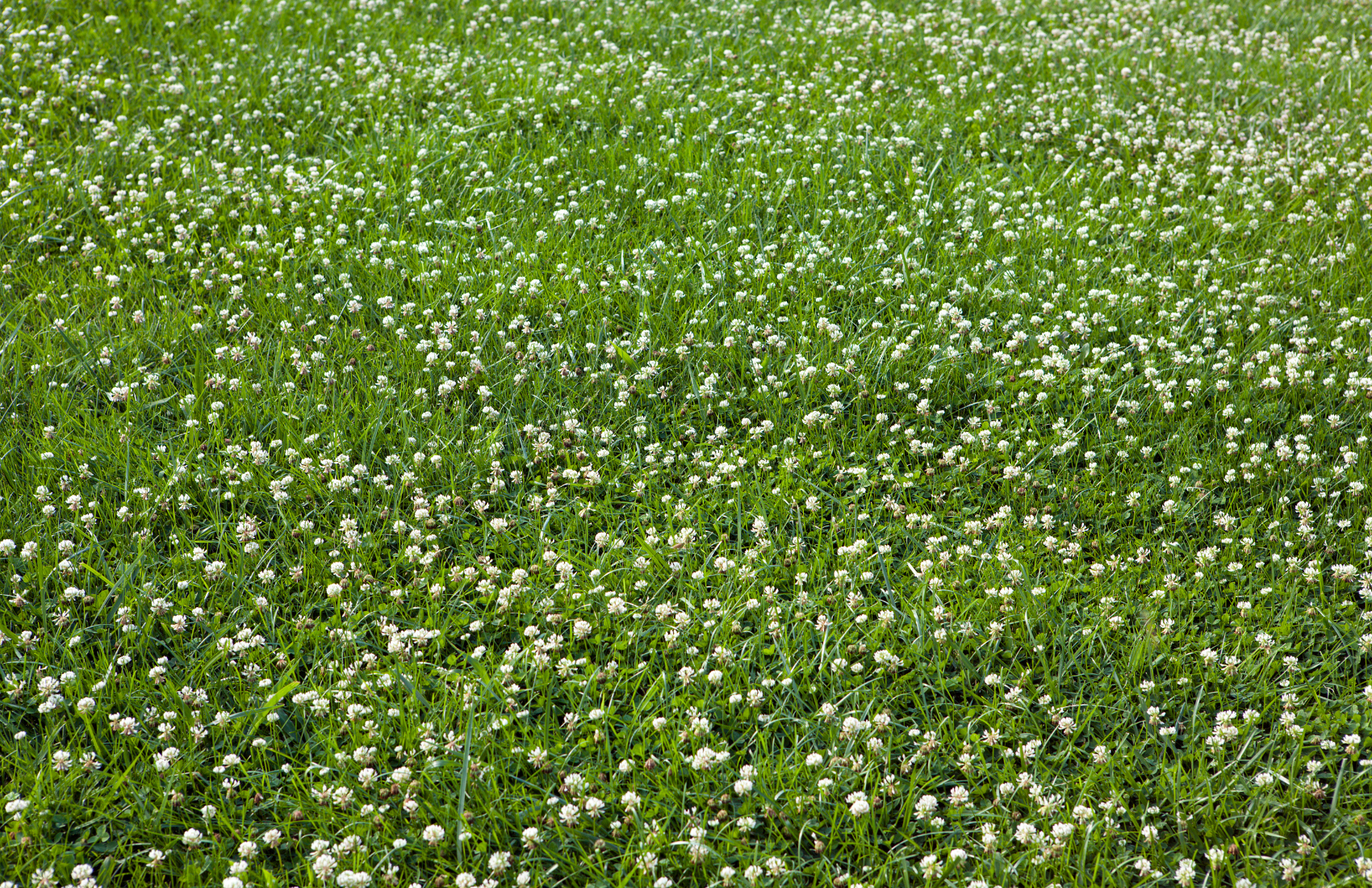 white clover