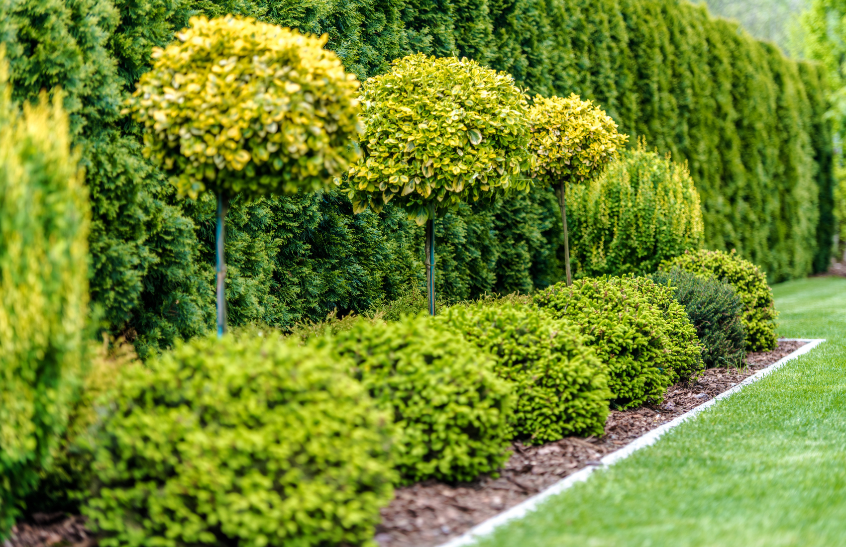 privacy landscaping trees