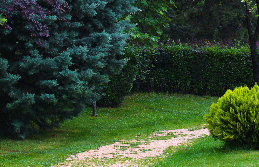 privacy landscaping