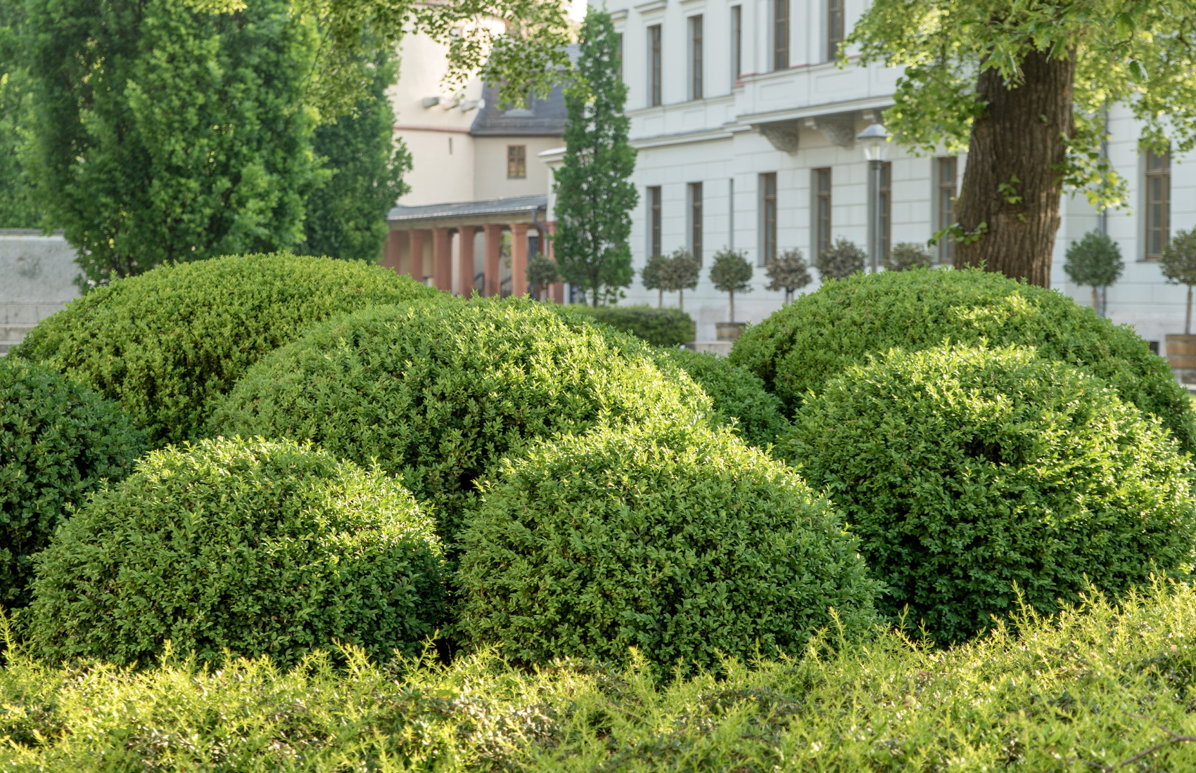 boxwood landscaping