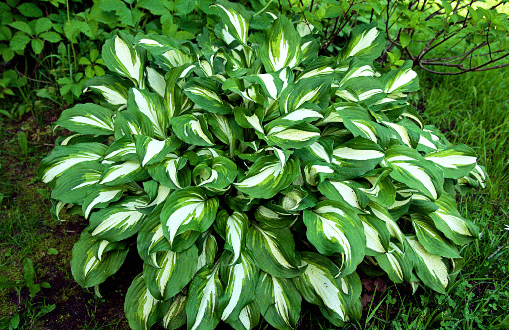 hosta landscaping