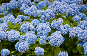 hydrangea landscaping