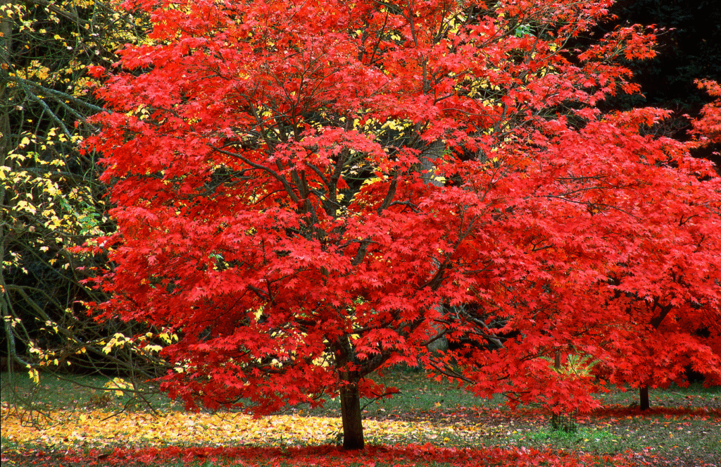 japanese maple landscaping