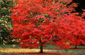 japanese maple landscaping